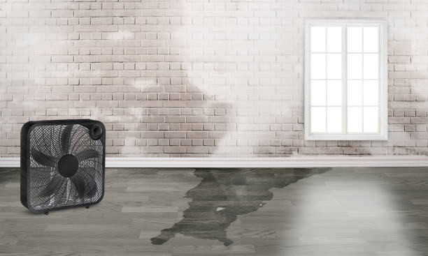 Best Local water damage restoration  in Balfour, NC